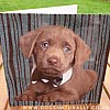 Labrador Rachael Hale Glittery Dog Card The Bachelor